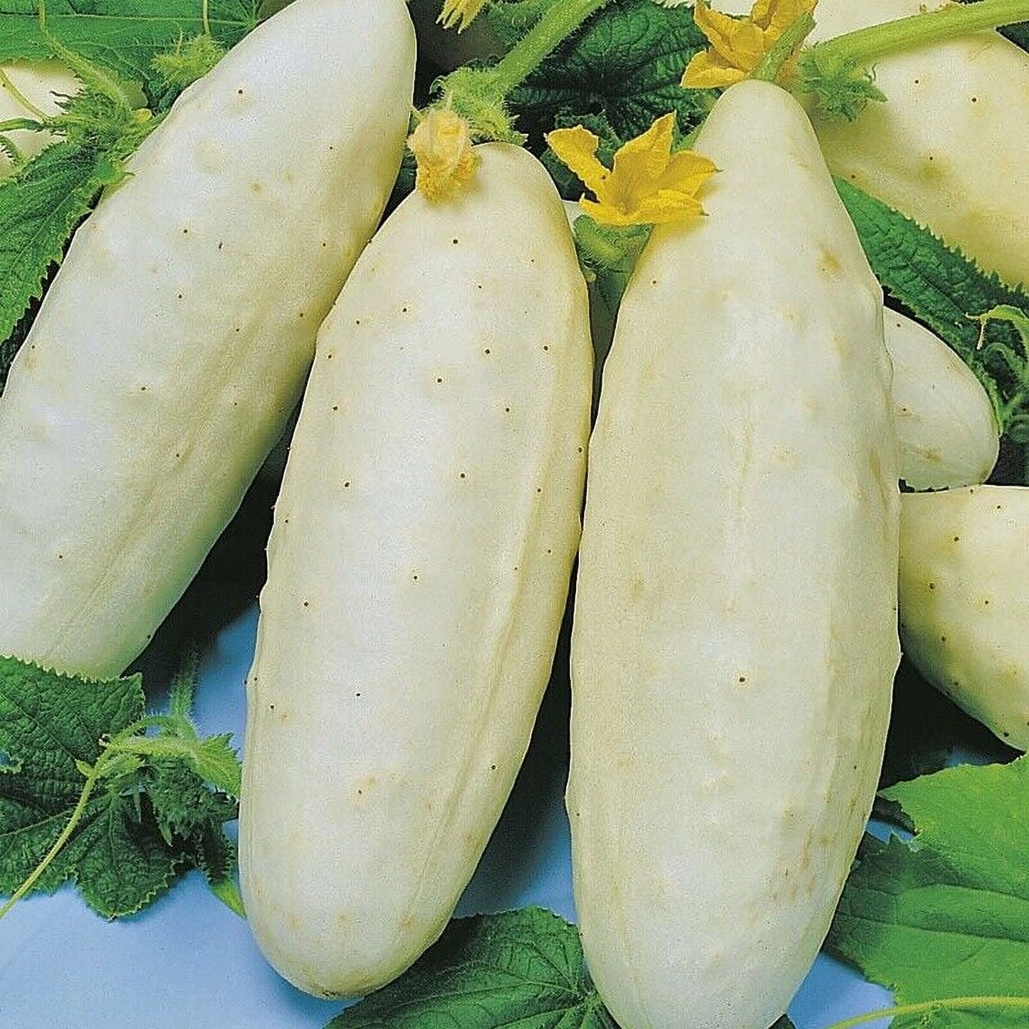 Cucumber- White Wonder