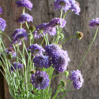 Oxford Blue – Scabiosa Seed