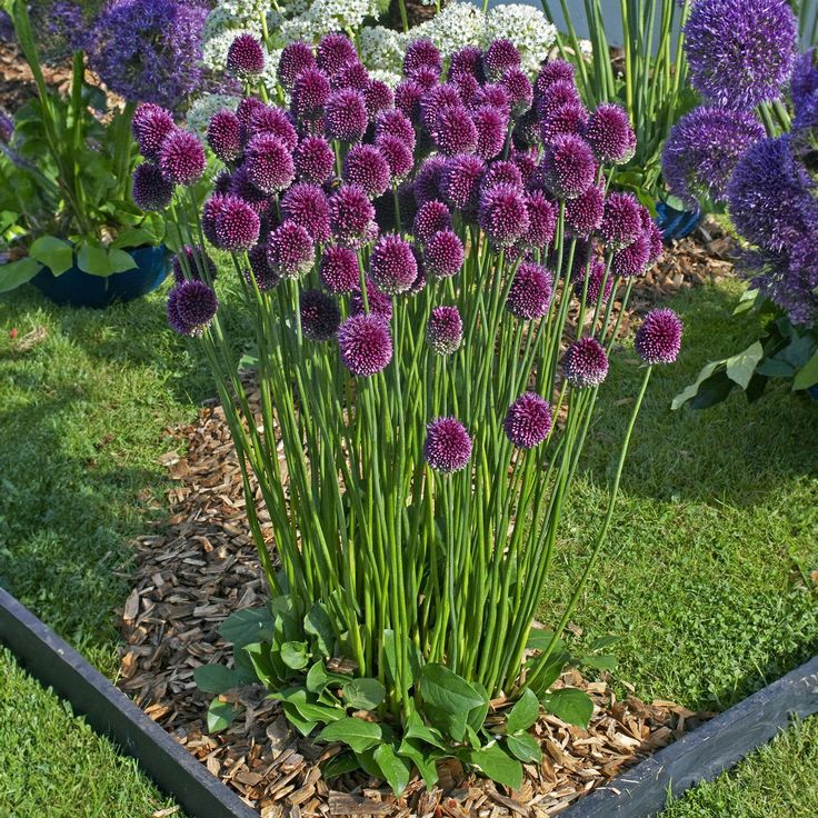 Allium- Drumsticks (Bulb)