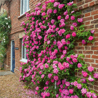 Climbing Rose Seeds Courtyard Plants Flower Seeds