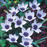 Wild Blue Heart Tulip Seeds