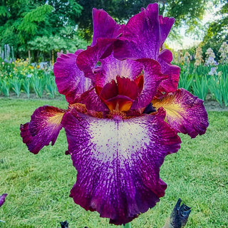 Tennison Ridge Reblooming Tall Bearded Iris Seeds