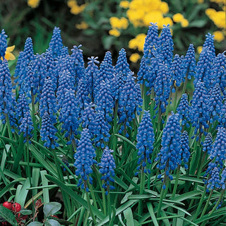 Blue Grape Hyacinth Super Sak Seeds