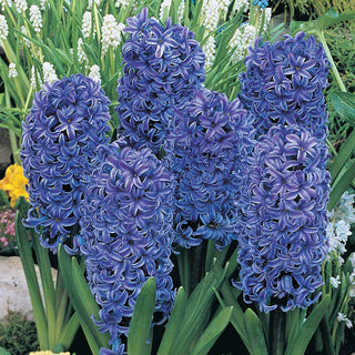 Blue Jacket Fragrant Giant Hyacinth Seeds