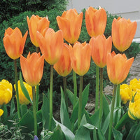 Tulip Salmon Van Eijk Pink Bulbs