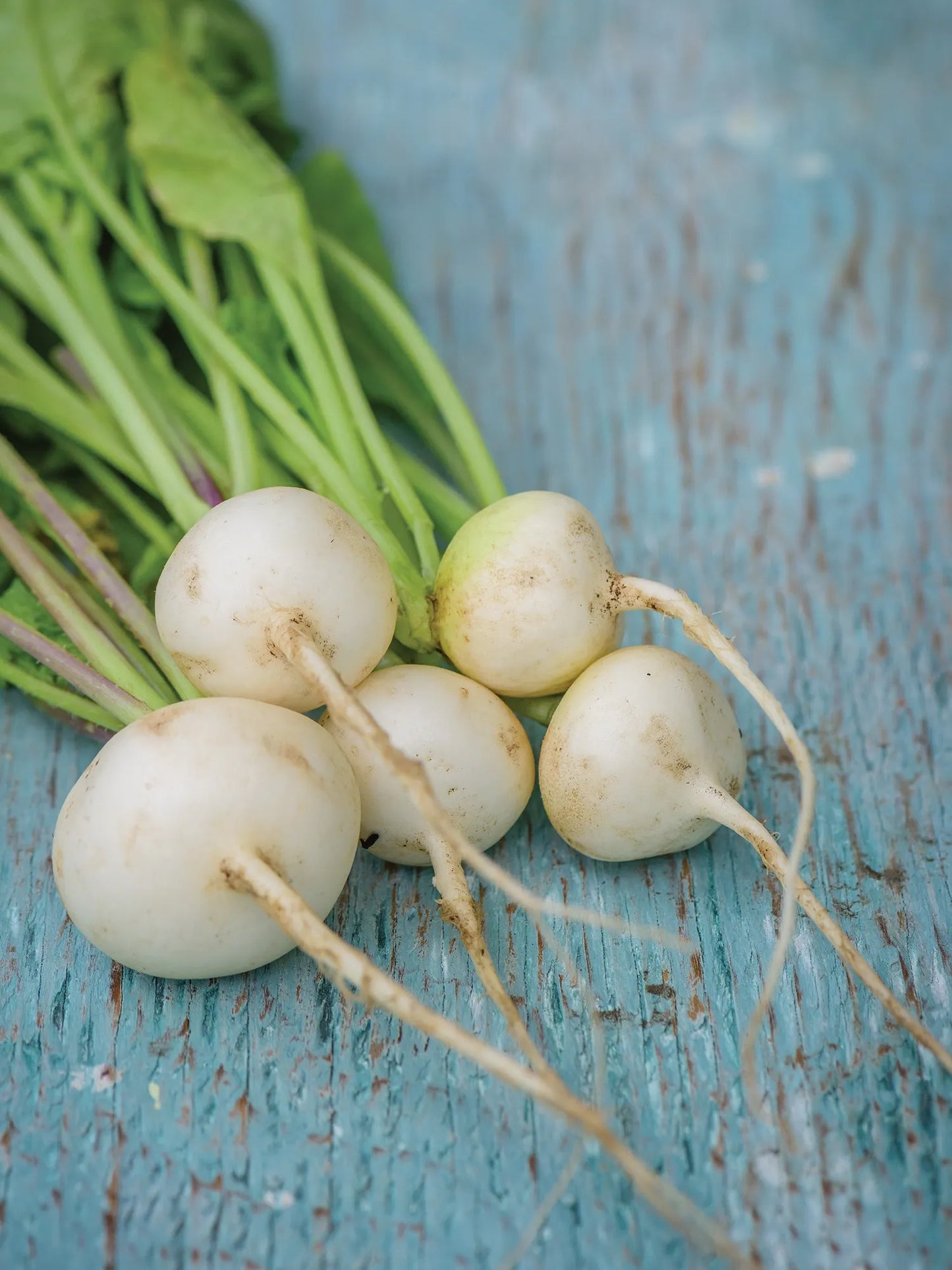 Radish- White Beauty