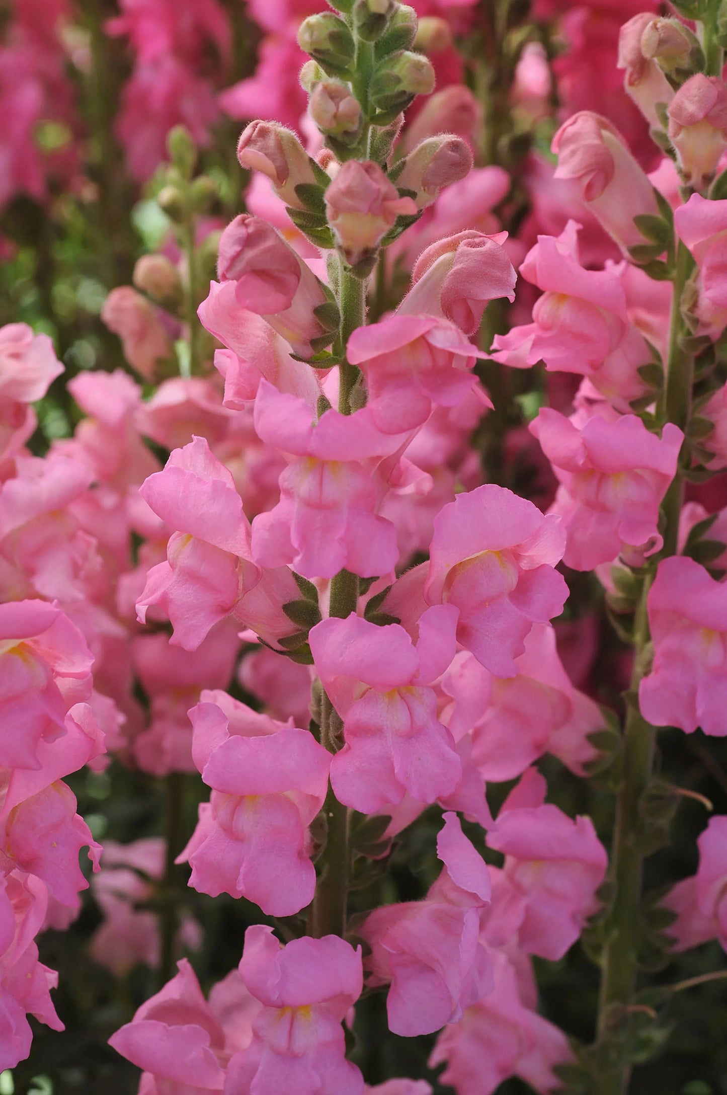 Cannes Pink II–III – Snapdragon Seed