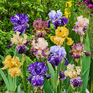 Zebra Iris Mixture Seeds