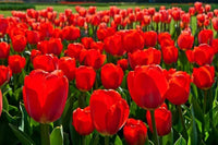 Tulip Pretty Woman Red Bulbs