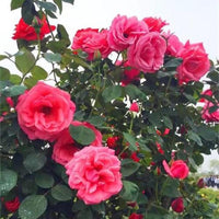 Climbing Rose Seeds Courtyard Plants Flower Seeds