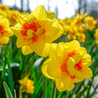 Daffodil Tahiti Bulbs