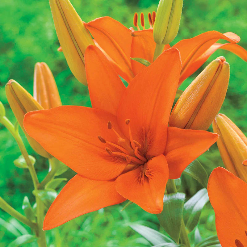 Honesty Asiatic Lily Dark Orange Bulb