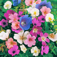 Hardy Geranium Mixture Super Sak