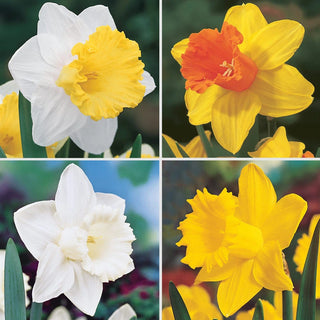 Trumpet Daffodil Collection Seeds