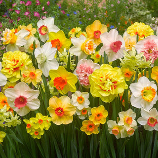 Technicolour Daffodil Mixture Seeds