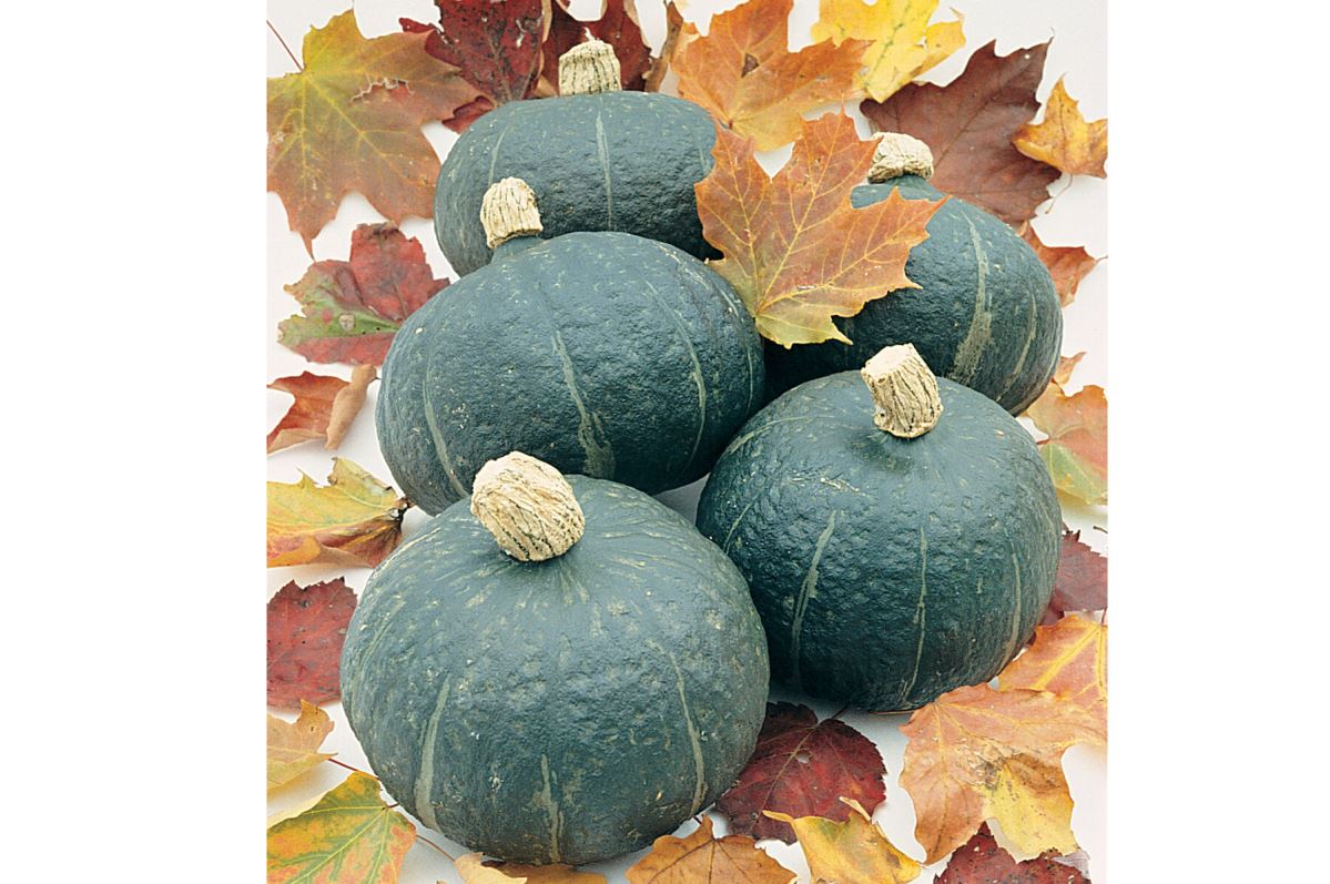 Black Forest – Organic Kabocha Squash Seed