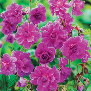 Birch Double Everblooming Hardy Geranium