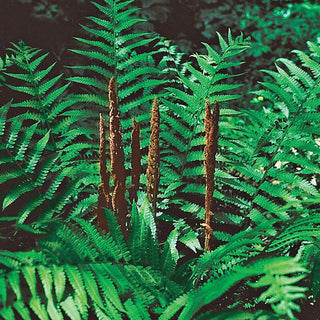 Cinnamon Hardy Fern