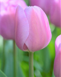 Tulip Alibi Pink Bulbs