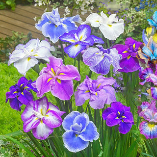 Dinner Plate Japanese Iris Mixture