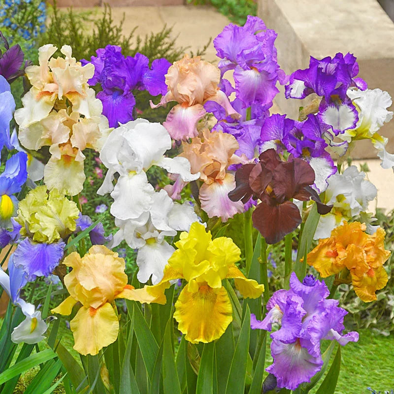 Bold Colours Bearded Iris Mixture Seeds