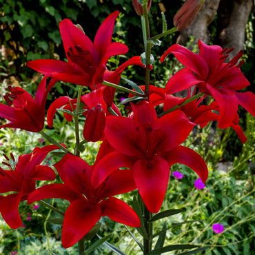 Constable Longiflorum Asiatic Lily Maroon Bulbs