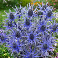 Big Blue Sea Holly