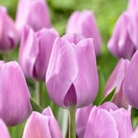 Tulip Alibi Pink Bulbs