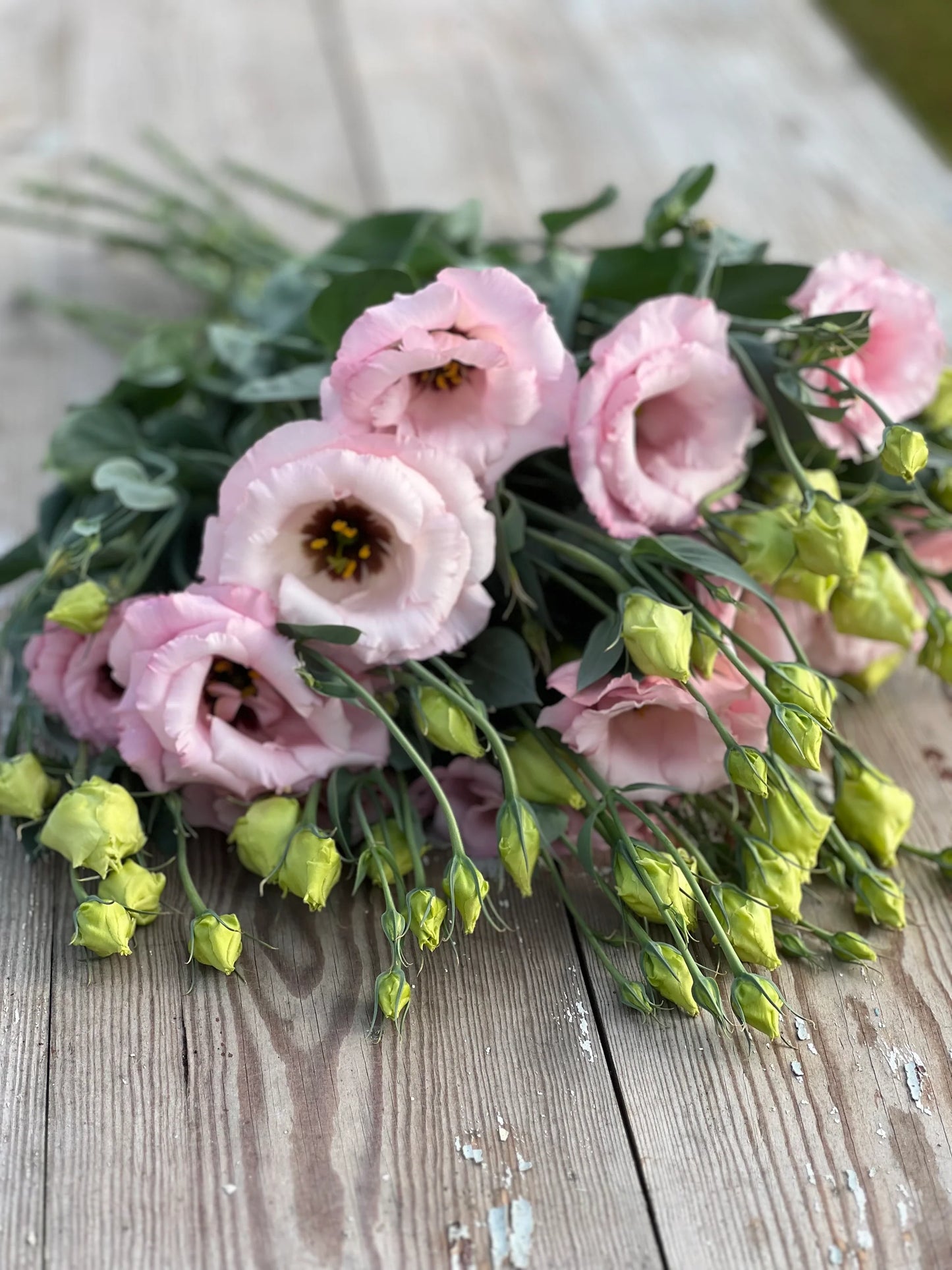 Arena III Baby Pink – Lisianthus Seed