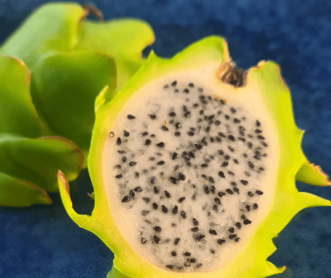 Dragon Fruit- Yellow Megalanthus (Cutting)