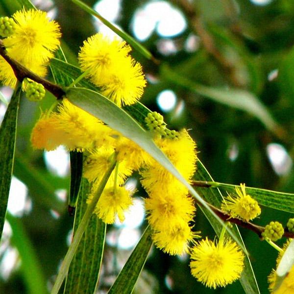 Golden Mimosa Seeds Acacia Baileyana Yellow Wattle Tree Flower S