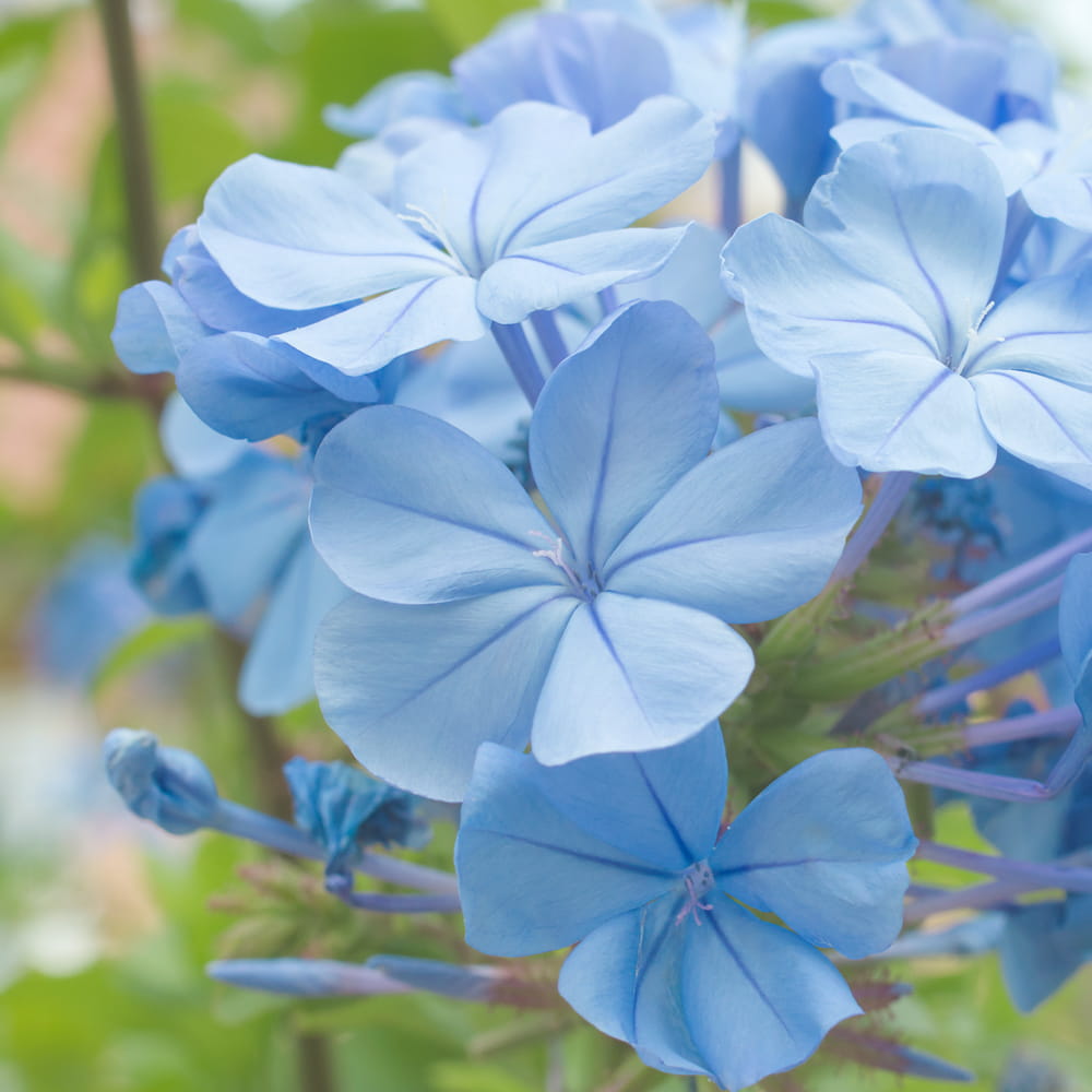 Blue Boy Phlox