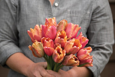 Amazing Parrot – Tulip