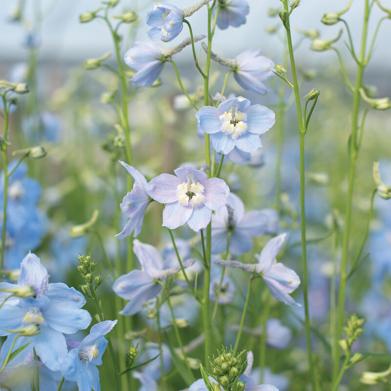 Cliveden Beauty Seed