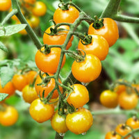 Yellow Mini – Tomato Seed