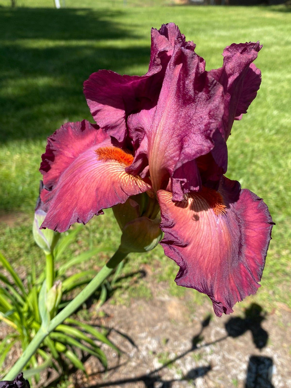 Berry Fulfilling Bearded Iris