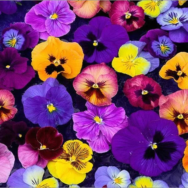 Viola Sorbet Mix Seeds