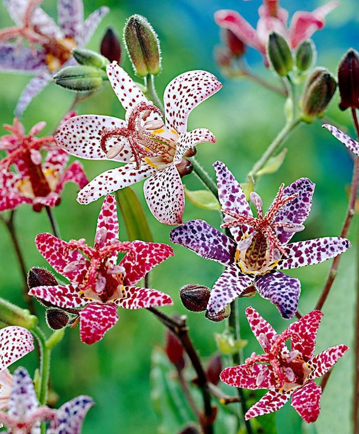 Toad Lily Mixture