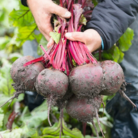 Beetroot-Dutch Flaming Chard Seeds