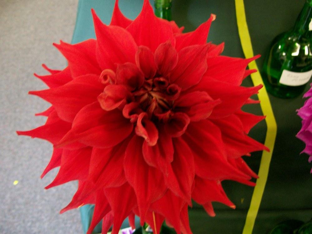 Winkie Colonel Super Size Dahlia