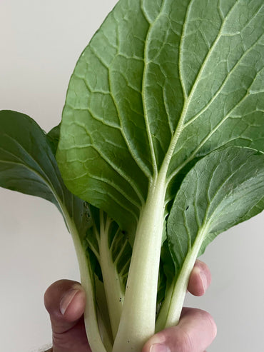 Win-Win Choi – Bok Choy Seeds