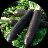 Radish- Black Spanish Long