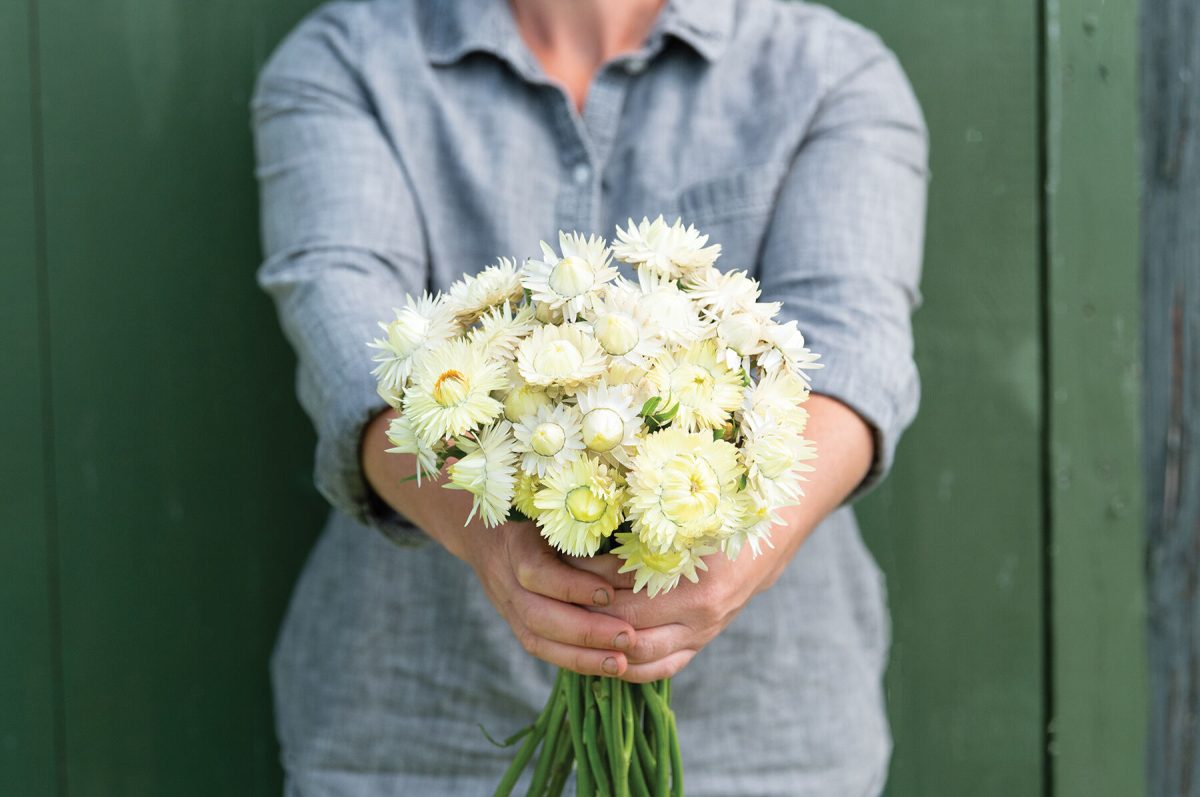 Creamy White – Strawflower Seed