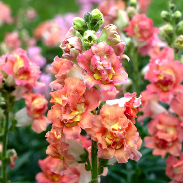 Madame Butterfly Bronze/White Snapdragon