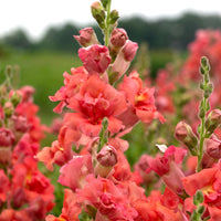 Madame Butterfly Cherry Bronze – Snapdragon Seed