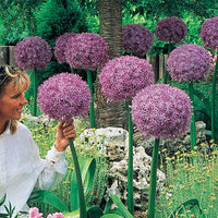 Beau Regard Allium Seeds