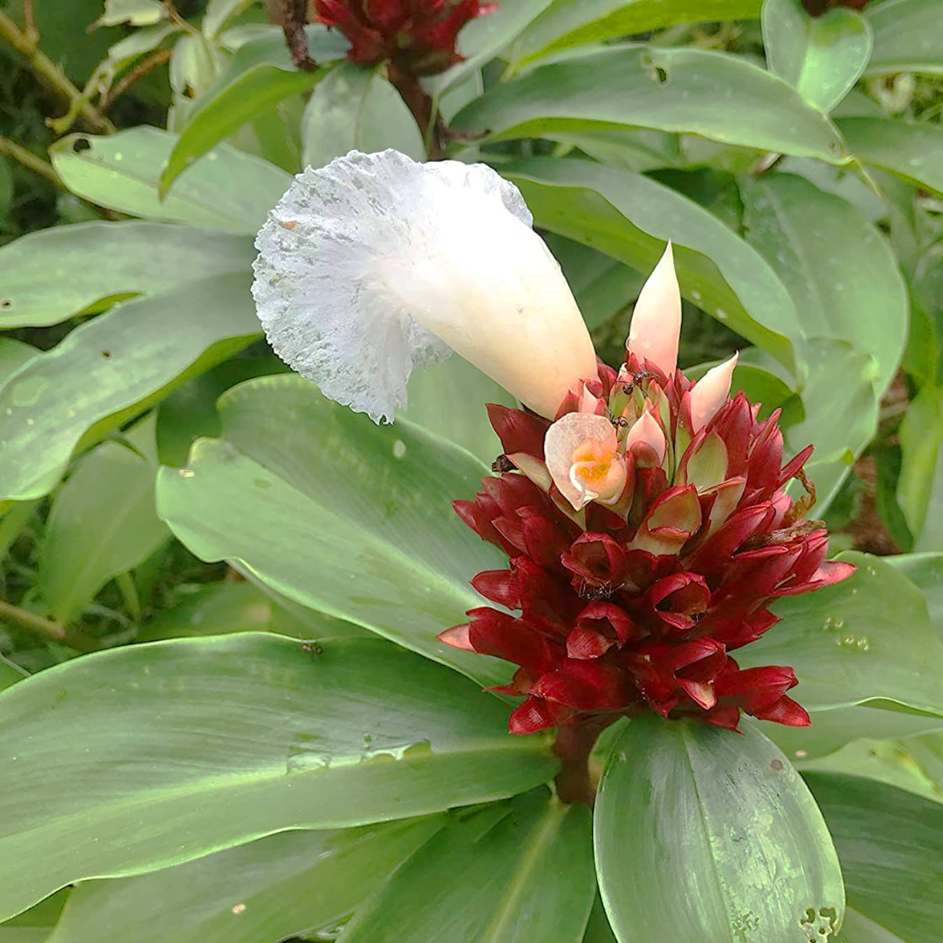 Cheilocostus Speciosus Bulbs