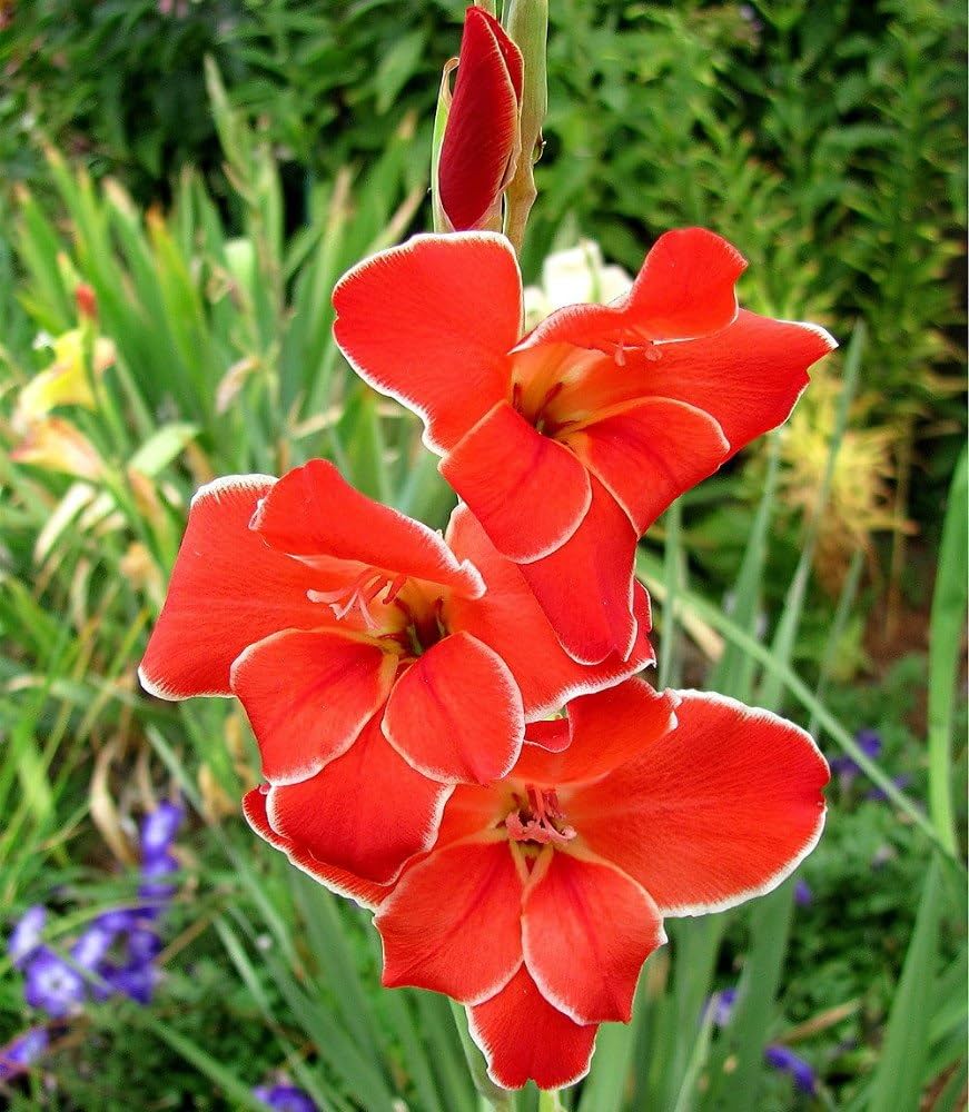 Atom Hardy Gladiolus