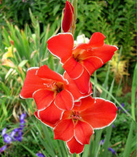 Atom Hardy Gladiolus