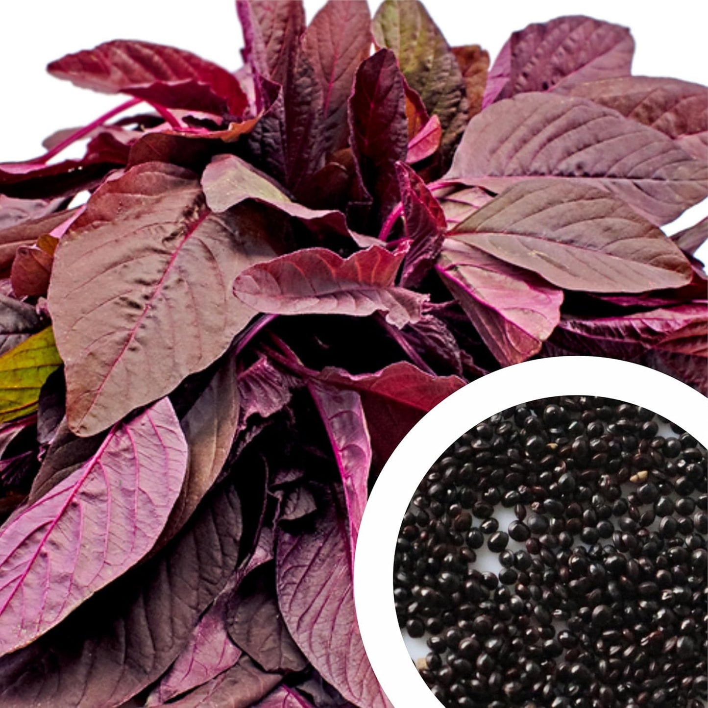 Red Amaranth, Red Cholai Vegetable Seeds